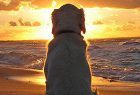 huisdier mee - huisje Terschelling met hond