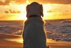 huisdier mee - huisje Terschelling met hond